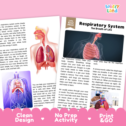Teacher answer key page showing complete question solutions for Respiratory System human body reading comprehension practice