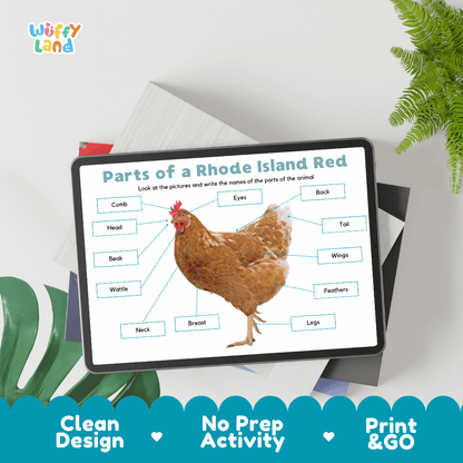Hands-on Rhode Island Red chicken anatomy cut and paste worksheet with printable word tags, callout pointer lines, and scissors graphic
