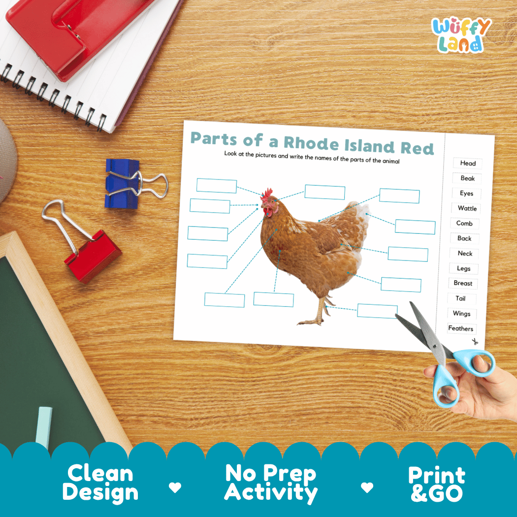 Differentiated Rhode Island Red body parts labeling worksheets featuring fill-in write-in boxes and vocabulary word bank