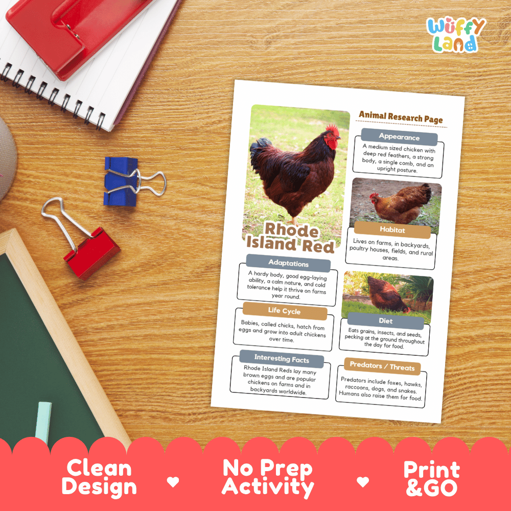 Rhode Island Red Animal Research Worksheets and Informational Fact Sheets