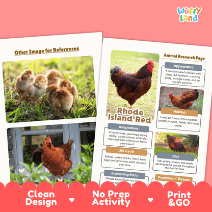 Rhode Island Red Animal Research Worksheets and Informational Fact Sheets