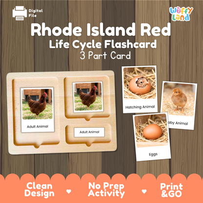 Rhode Island Red Life Cycle Flashcard set by Wiffy Land, featuring a wooden 3-part card tray with labeled sections for Adult Animal, Hatching Animal, and Eggs, shown on a wood-plank background with product callouts.