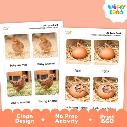 Two printed activity cards for a life cycle animal activity sheet, shown on a peach background. The cards feature labeled photos of baby, young, and hatching chickens, with text reading 'Life Cycle Card' and 'Rhode Island Red Animal Series.