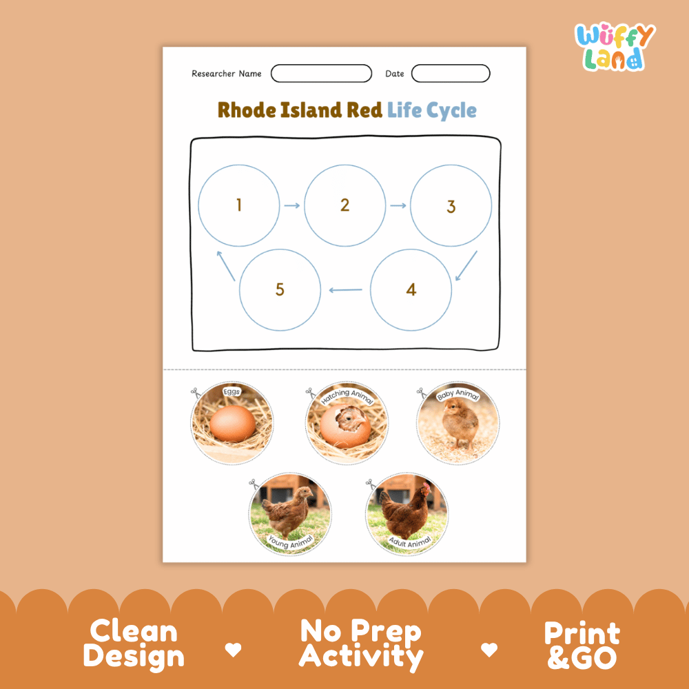 Rhode Island Red Life Cycle Poster and Cut and Paste Worksheet Activity