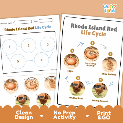 Rhode Island Red Life Cycle Poster and Cut and Paste Worksheet Activity