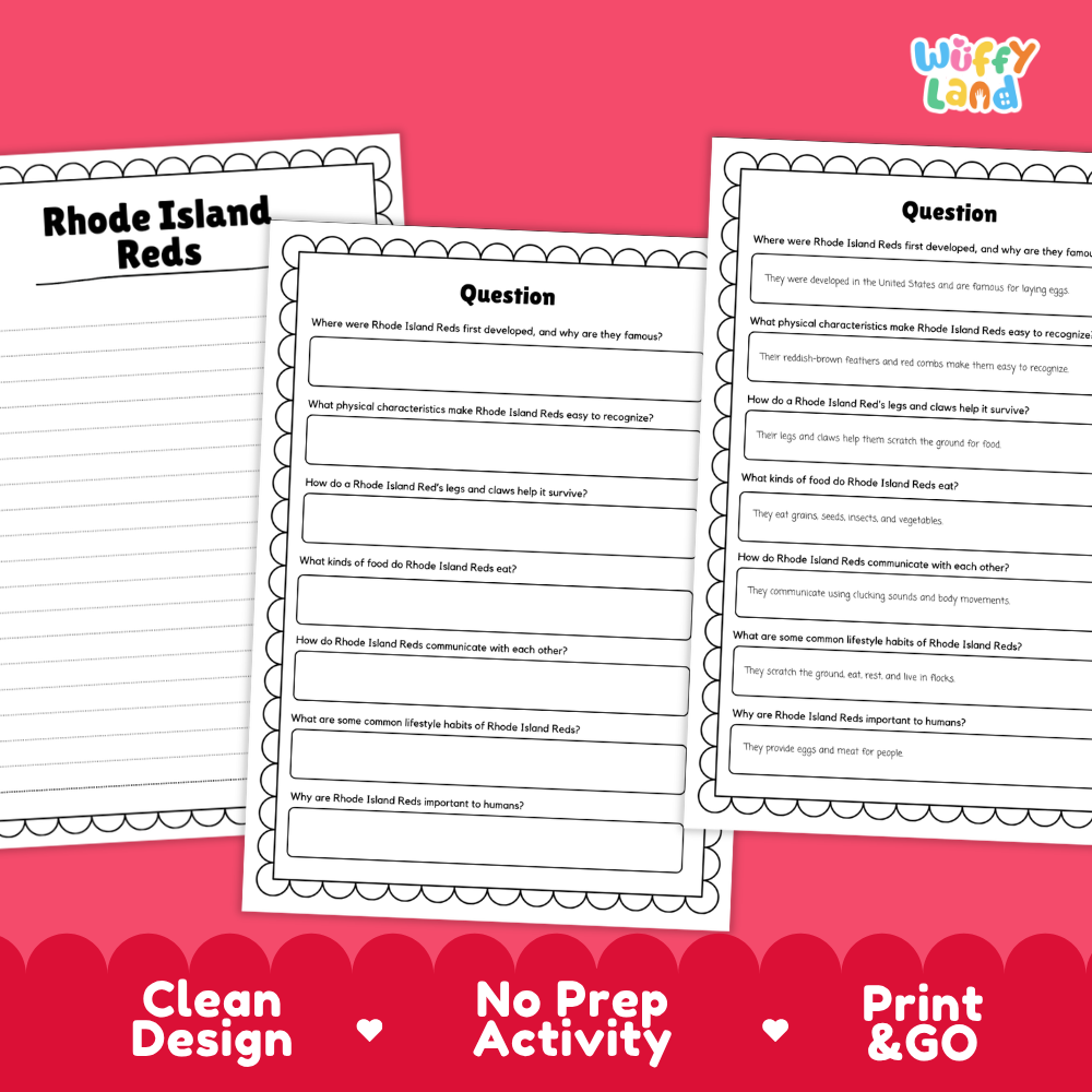 Three printable worksheet pages about Rhode Island Reds displayed on a bright pink background, with the text 'Rhode Island Reds' at left, a 'Wiffi Land' logo at top right, and 'Clean Design No Prep Activity Print & Go' along the bottom.