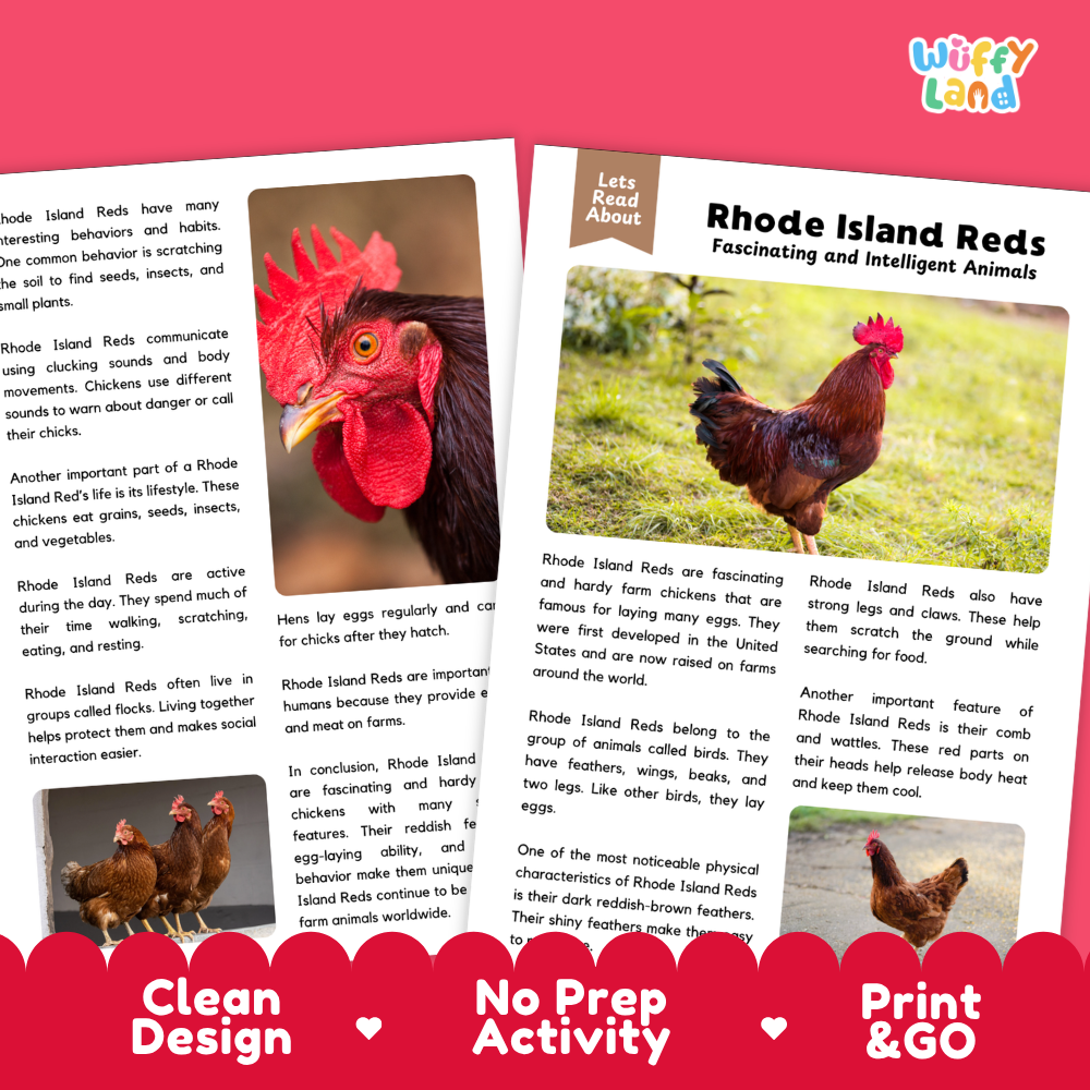An educational activity card set titled 'Rhode Island Reds Fascinating and Intelligent Animals' by Wiffly Land, featuring two printed cards with red chicken illustrations, text, and photos of live chickens, plus a pink banner at the bottom reading 'Clean Design', 'No Prep Activity', and 'Print & Go'.