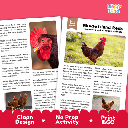 An educational activity card set titled 'Rhode Island Reds Fascinating and Intelligent Animals' by Wiffly Land, featuring two printed cards with red chicken illustrations, text, and photos of live chickens, plus a pink banner at the bottom reading 'Clean Design', 'No Prep Activity', and 'Print & Go'.