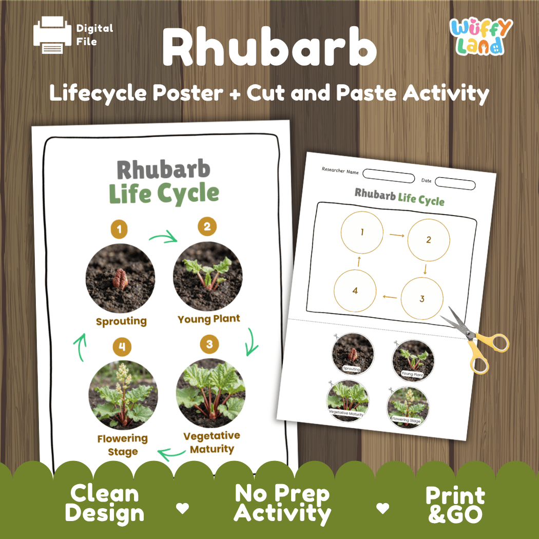Rhubarb plant life cycle educational printable pack cover showing visual reference poster and cut and paste sequencing worksheet with real photography