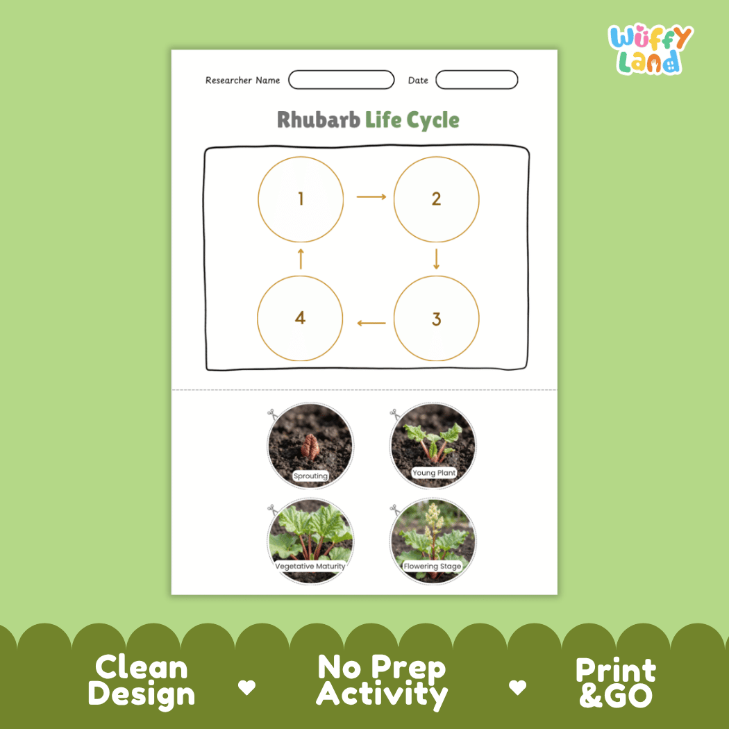 Educational reference poster showing four realistic photo stages of a rhubarb life cycle including sprouting, young plant, vegetative maturity, and flowering stage