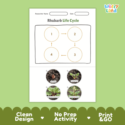 Educational reference poster showing four realistic photo stages of a rhubarb life cycle including sprouting, young plant, vegetative maturity, and flowering stage