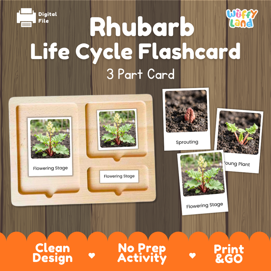 Rhubarb Life Cycle Flashcard set by Wiffy Land, featuring a 3-part wooden card tray and three sample cards showing flowering stage, sprouting, and young plant stages on a wood-grain background.