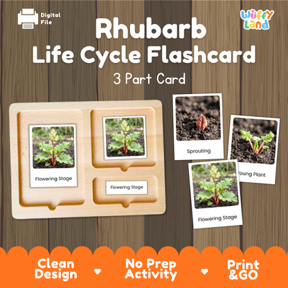 Rhubarb Life Cycle Flashcard set by Wiffy Land, featuring a 3-part wooden card tray and three sample cards showing flowering stage, sprouting, and young plant stages on a wood-grain background.
