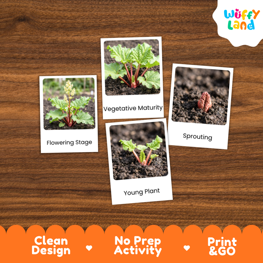 Four educational plant growth activity cards displayed on a brown wood-grain background. The cards show labeled photos of plant stages: 'Flowering Stage', 'Vegetative Maturity', 'Sprouting', and 'Young Plant'.