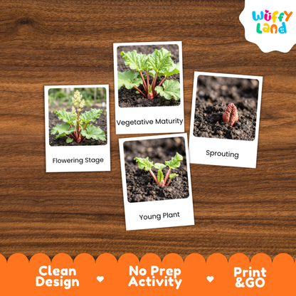 Four educational plant growth activity cards displayed on a brown wood-grain background. The cards show labeled photos of plant stages: 'Flowering Stage', 'Vegetative Maturity', 'Sprouting', and 'Young Plant'.