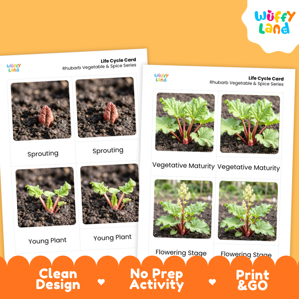 Two printed rhubarb life cycle cards shown on an orange background, with the brand name Wiffy Land in a white logo at top right. The cards show labeled photos of rhubarb stages from sprouting to flowering, plus marketing text along the bottom: Clean Design, No Prep Activity, Print & Go.