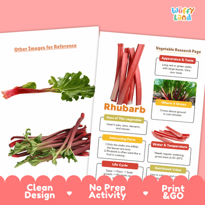 Rhubarb Vegetable Research Worksheets and Informational Fact Sheets