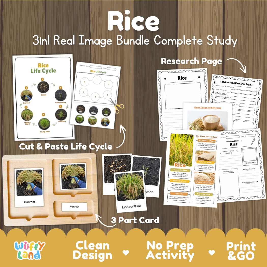 Complete Rice 3-in-1 real image study bundle featuring cut and paste worksheets, Montessori 3-part cards, and research pages 🌾🌱