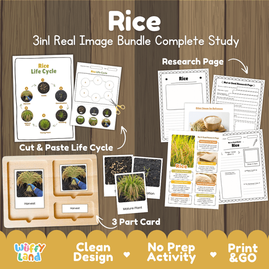 Complete Rice 3-in-1 real image study bundle featuring cut and paste worksheets, Montessori 3-part cards, and research pages 🌾🌱