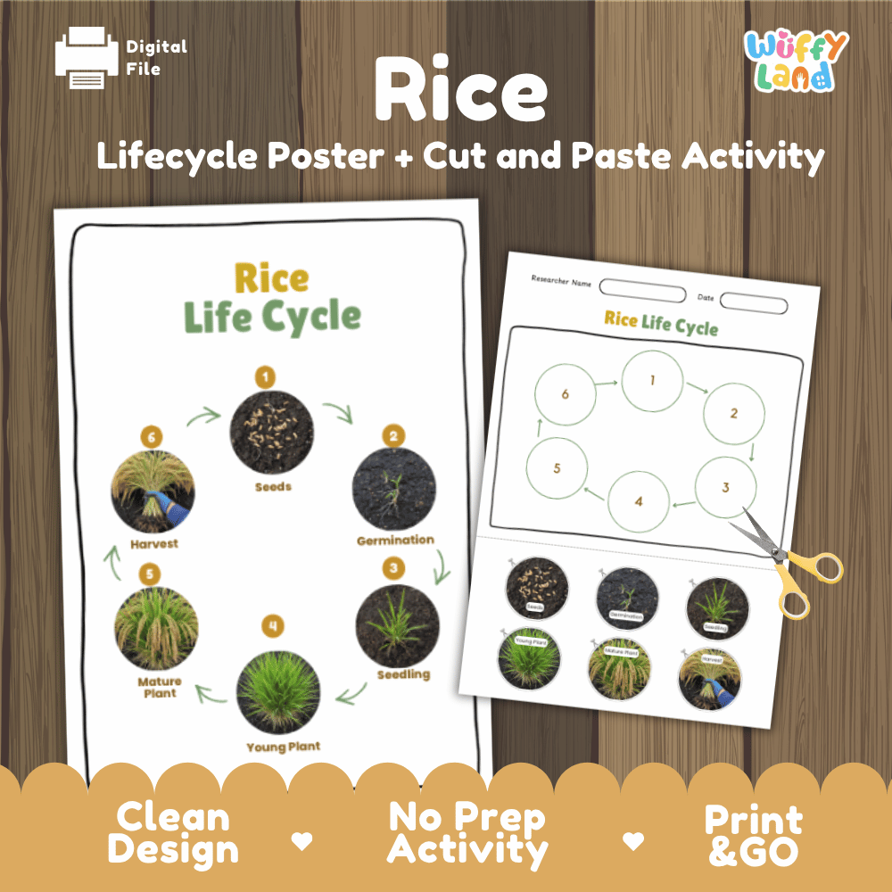 Rice Lifecycle Poster and Cut and Paste Activity Worksheets | Plant Science Printables