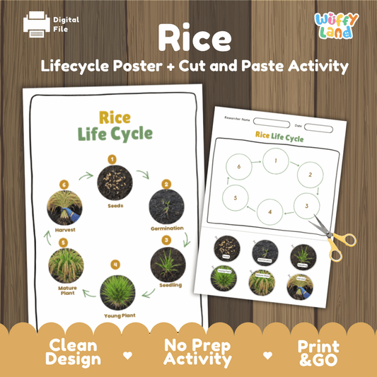 Printable rice life cycle cut and paste sequencing worksheet with real photography of seeds, germination, seedling, and harvest ✂️🔄