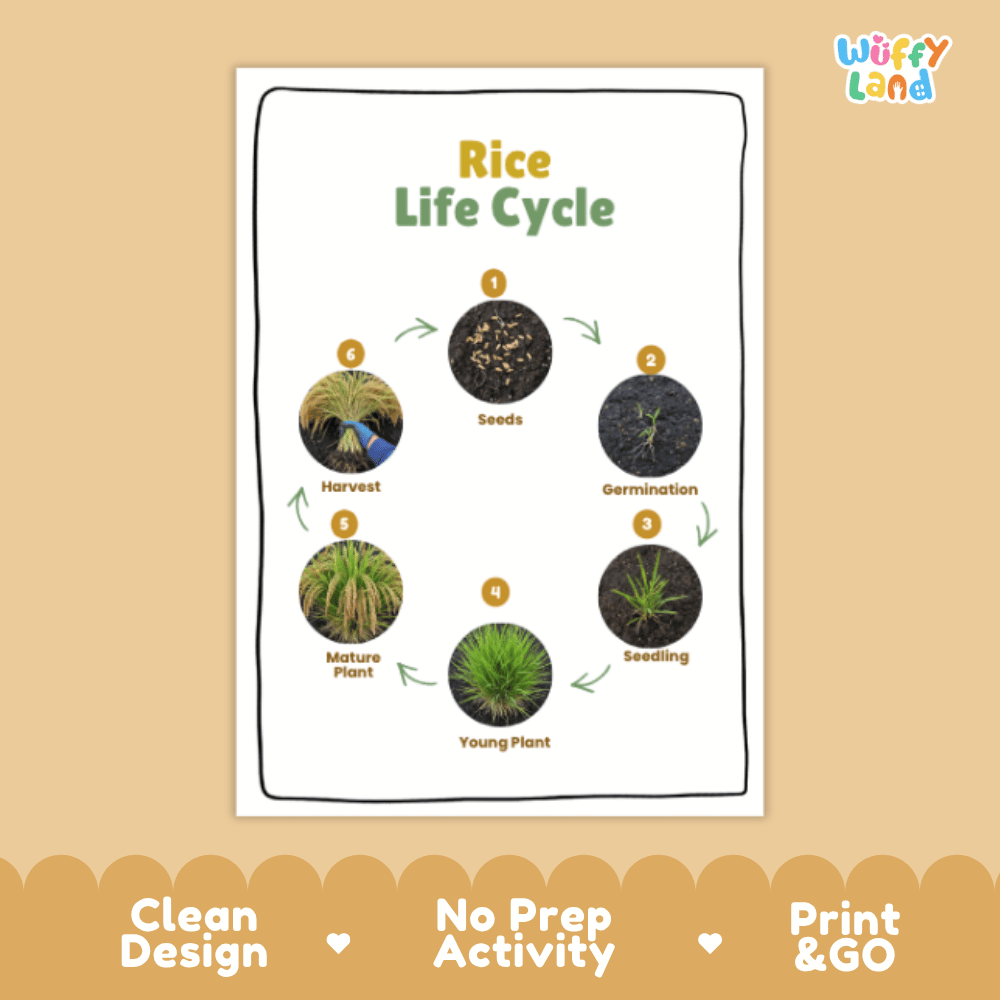 Rice Lifecycle Poster and Cut and Paste Activity Worksheets | Plant Science Printables