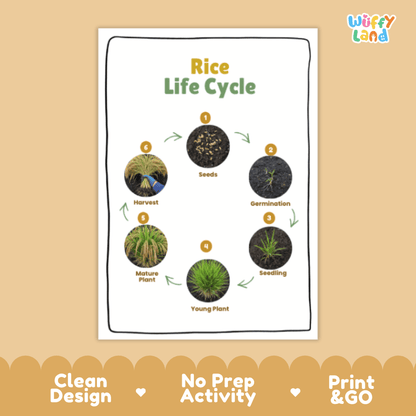 Rice Lifecycle Poster and Cut and Paste Activity Worksheets | Plant Science Printables