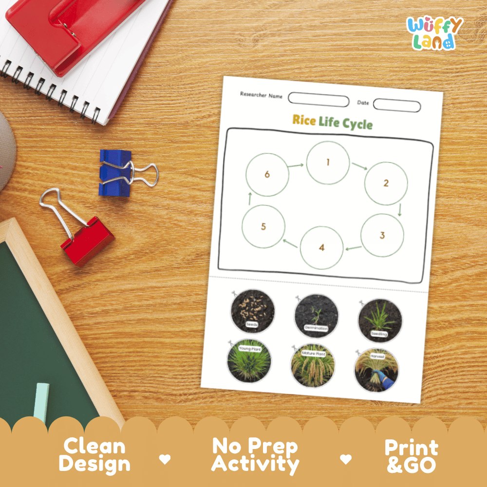 Rice Lifecycle Poster and Cut and Paste Activity Worksheets | Plant Science Printables