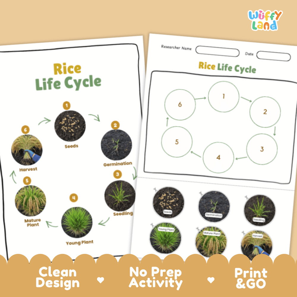 Rice Lifecycle Poster and Cut and Paste Activity Worksheets | Plant Science Printables
