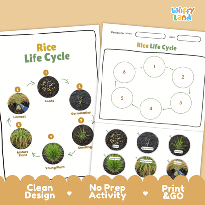 Rice Lifecycle Poster and Cut and Paste Activity Worksheets | Plant Science Printables