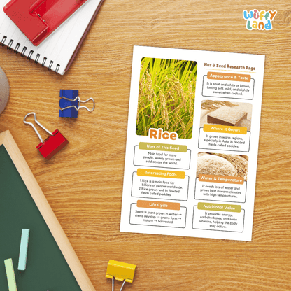 Rice Nut and Seed Research Page Worksheets and Fact Sheet