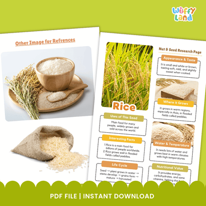 Rice Nut and Seed Research Page Worksheets and Fact Sheet