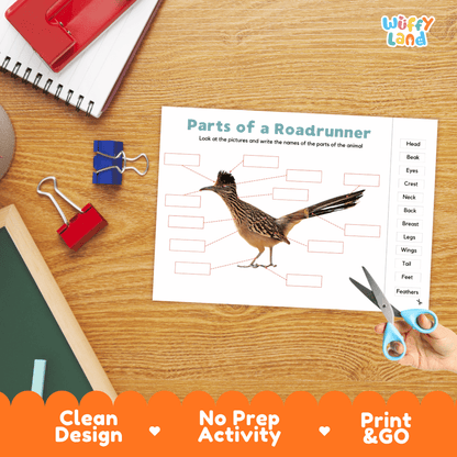 Differentiated roadrunner body parts labeling worksheets featuring fill-in write-in boxes and vocabulary word bank