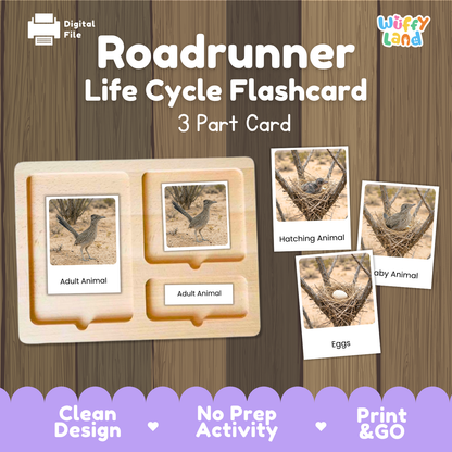 Roadrunner Life Cycle Flashcard set by Wiffy Land, featuring a wooden 3-part card tray with animal photos and labels for Adult Animal, Hatching Animal, Baby Animal, and Eggs, shown on a wood-textured background with promotional text.