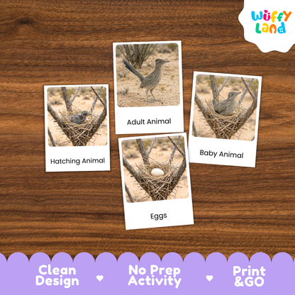 Roadrunner Life Cycle Flashcard 3 Part Cards Science Activity Printable
