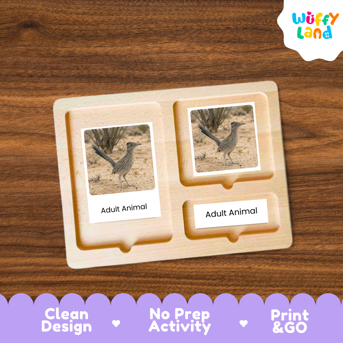 Roadrunner Life Cycle Flashcard 3 Part Cards Science Activity Printable