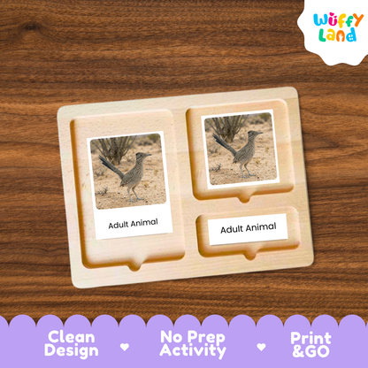 Roadrunner Life Cycle Flashcard 3 Part Cards Science Activity Printable