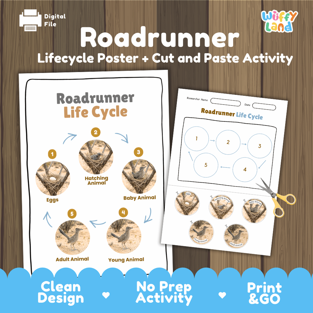 Roadrunner Life Cycle Poster and Cut and Paste Worksheet Activity