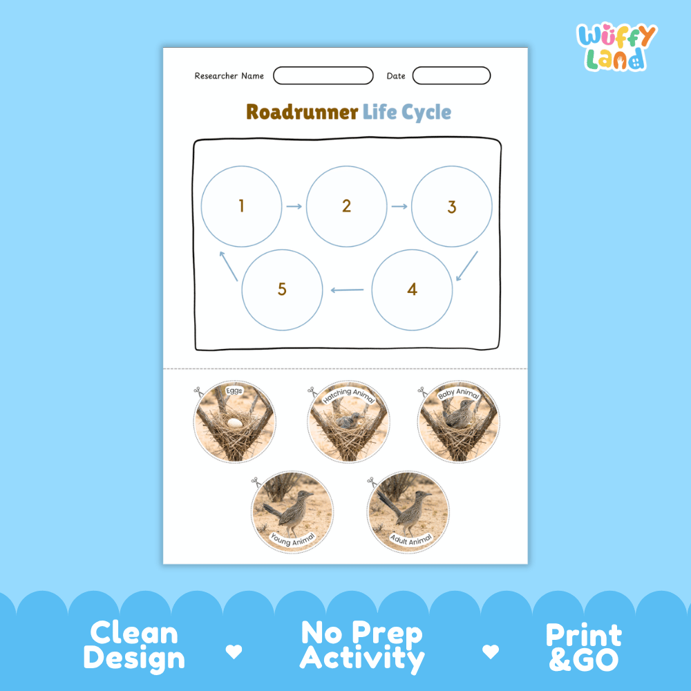 Roadrunner Life Cycle Poster and Cut and Paste Worksheet Activity