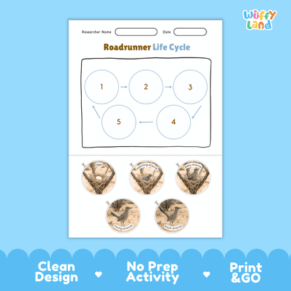 Roadrunner Life Cycle Poster and Cut and Paste Worksheet Activity