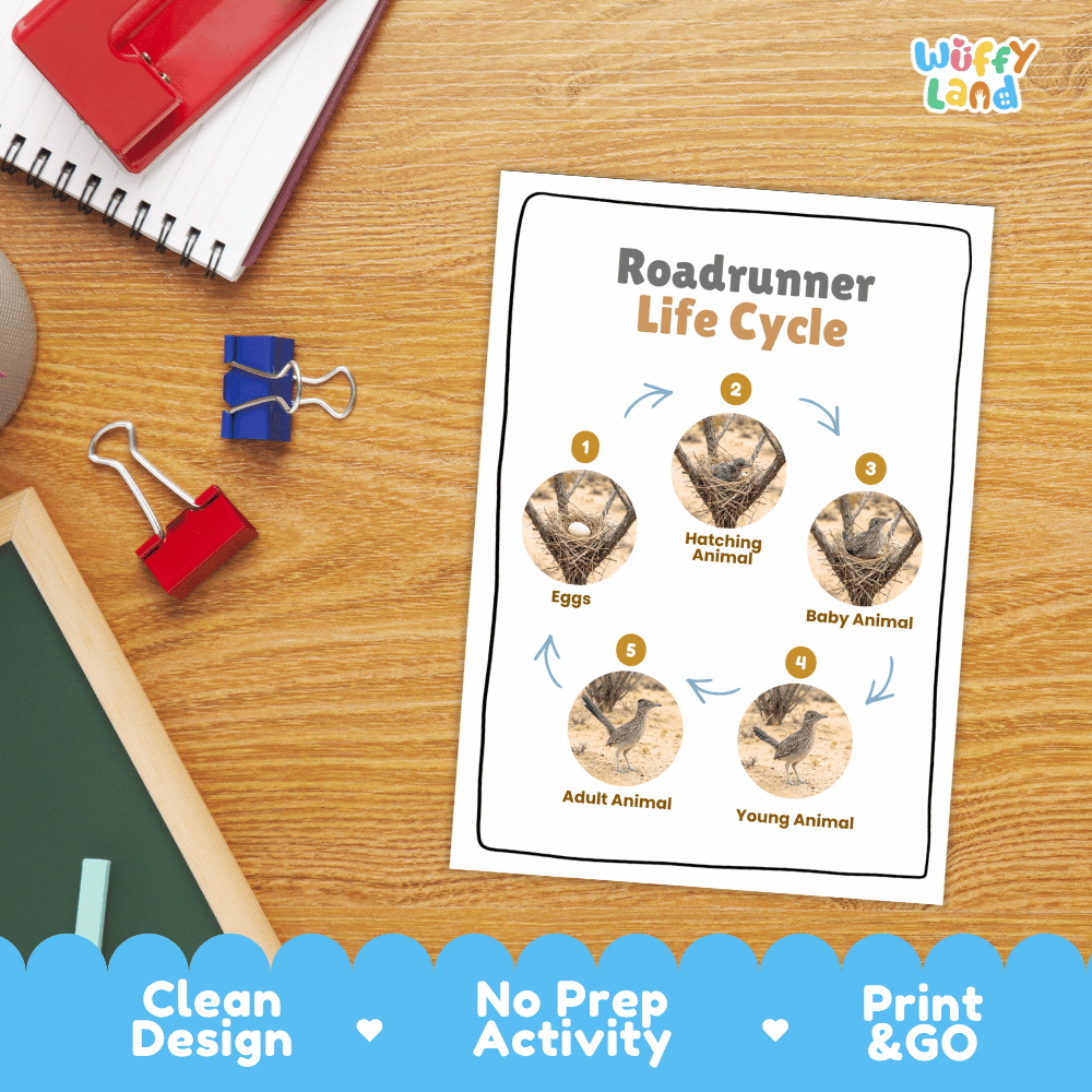Roadrunner Life Cycle Poster and Cut and Paste Worksheet Activity