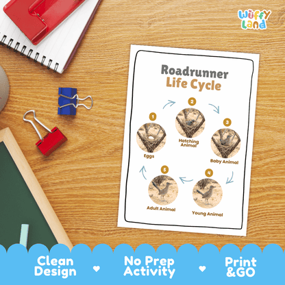 Roadrunner Life Cycle Poster and Cut and Paste Worksheet Activity