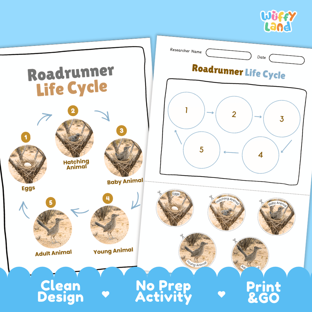 Roadrunner Life Cycle Poster and Cut and Paste Worksheet Activity