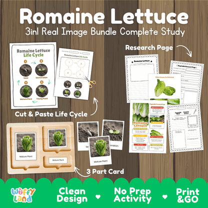 Romaine lettuce 3in1 real image bundle complete study printable featuring life cycle cut and paste worksheets, Montessori 3-part cards, and research pages