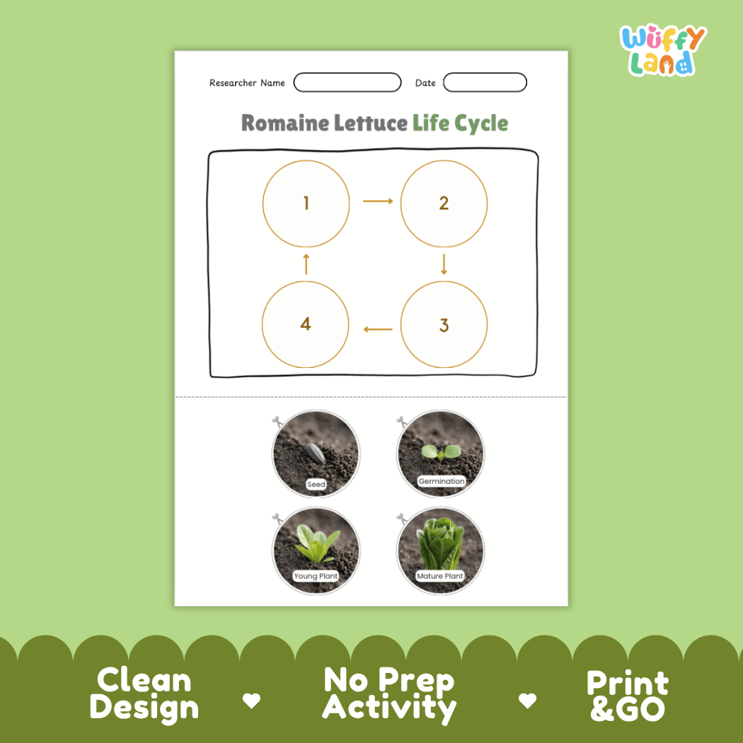 Educational reference poster showing four realistic photo stages of a romaine lettuce life cycle including seed, germination, young plant, and mature plant