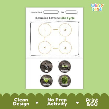 Educational reference poster showing four realistic photo stages of a romaine lettuce life cycle including seed, germination, young plant, and mature plant