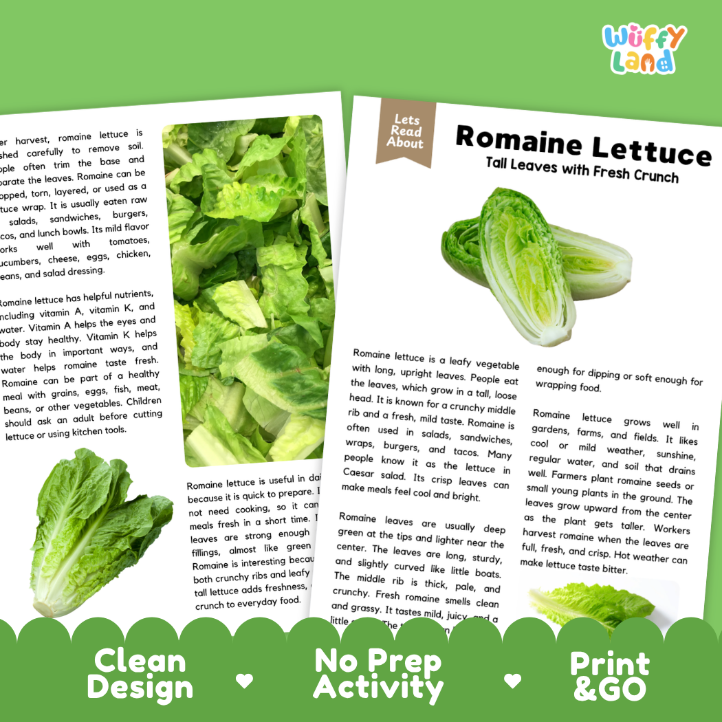 Teacher answer key page showing complete question solutions for romaine lettuce reading comprehension practice