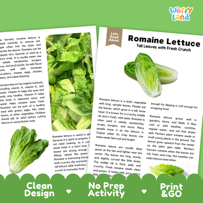 Teacher answer key page showing complete question solutions for romaine lettuce reading comprehension practice