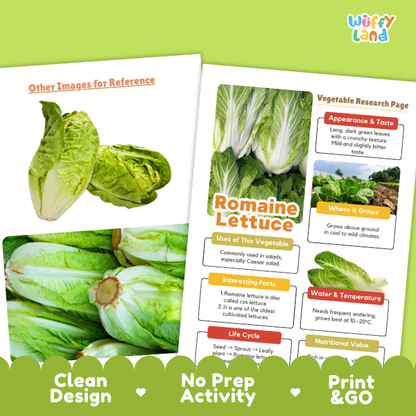 Romaine Lettuce Vegetable Research Project Worksheets and Fact Sheet
