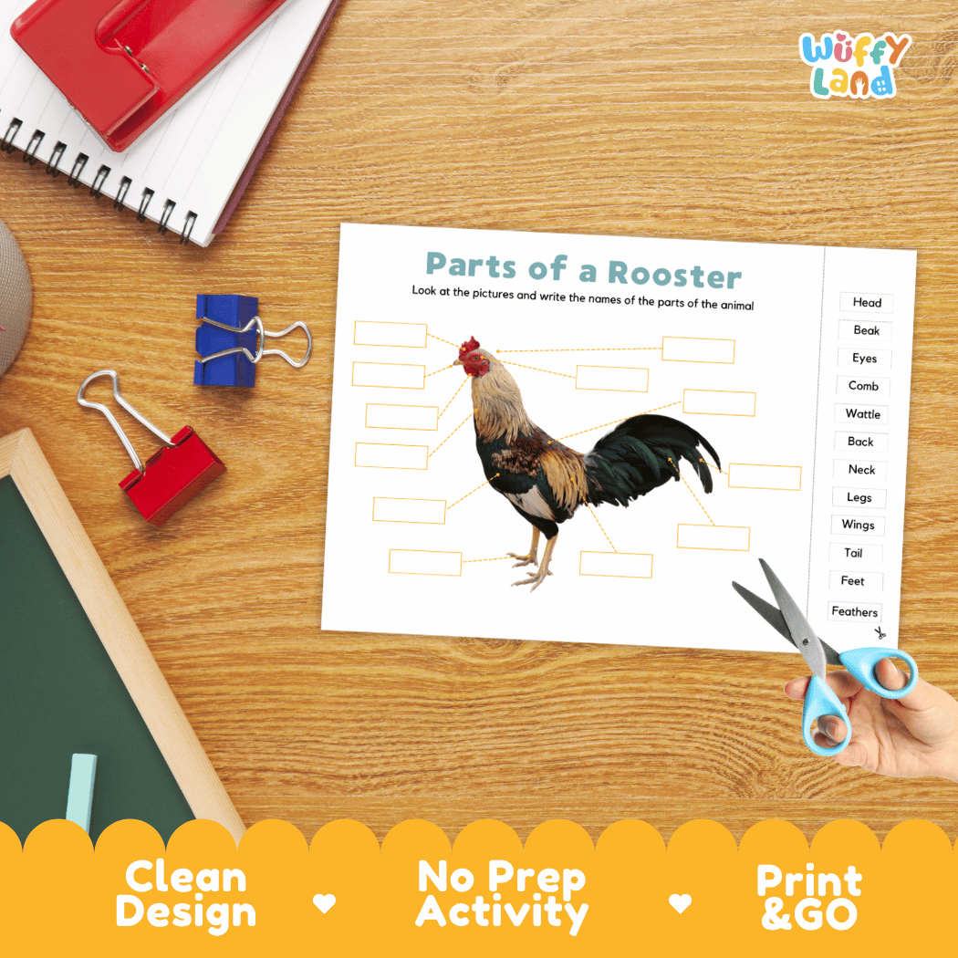 Differentiated rooster body parts labeling worksheets featuring fill-in write-in boxes and vocabulary word bank